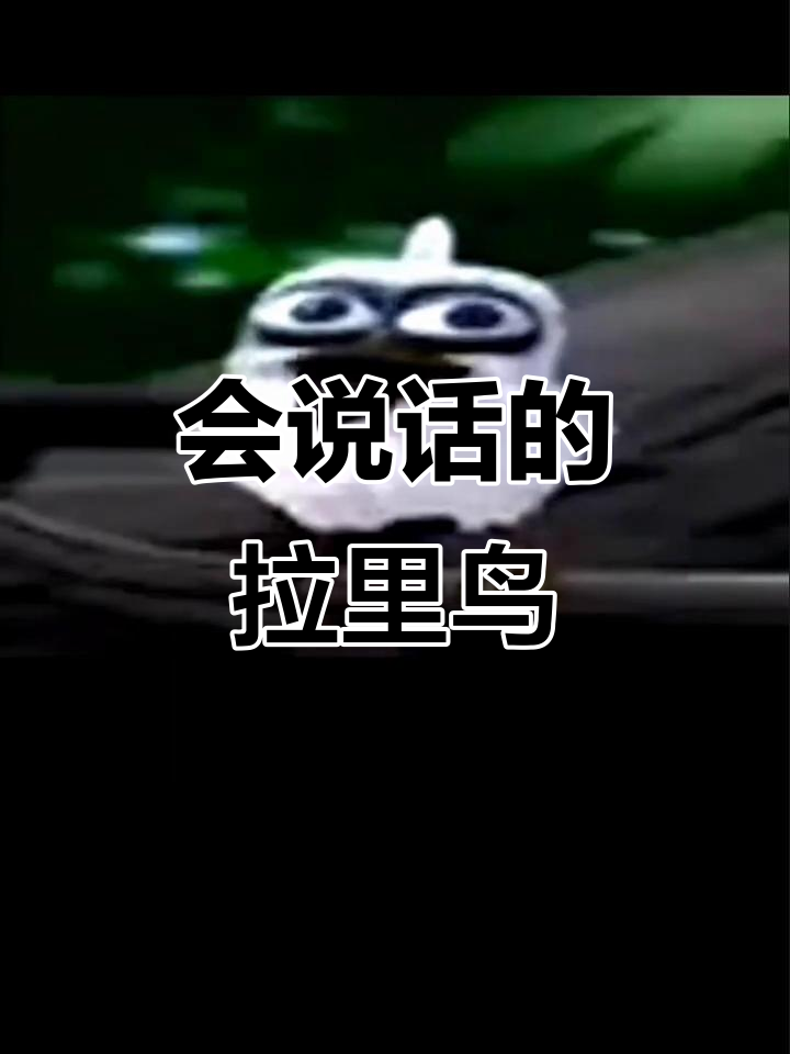 汤姆猫家族新游戏:会说话的拉里鸟,带你体验不一样的互动乐趣