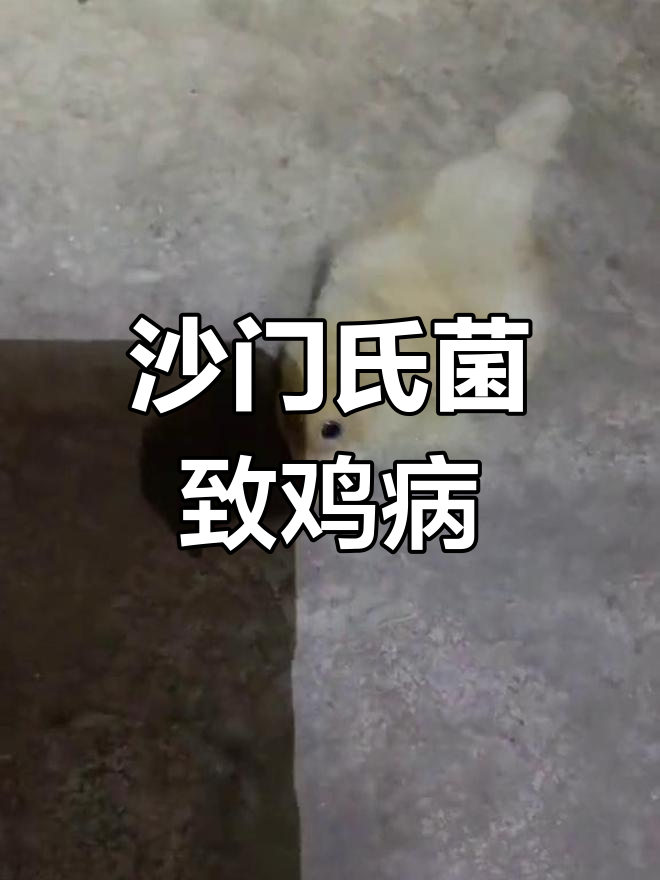 沙门氏菌引发鸡神经症状,如何应对?