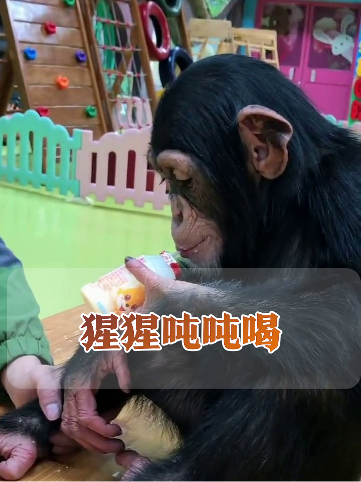 黑猩猩自己抱瓶喝饮料，动作熟练像个小大人