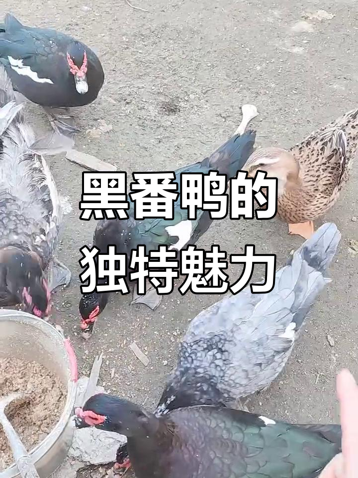 本地黑番鸭叫声大，体型不爱下蛋却惹人爱