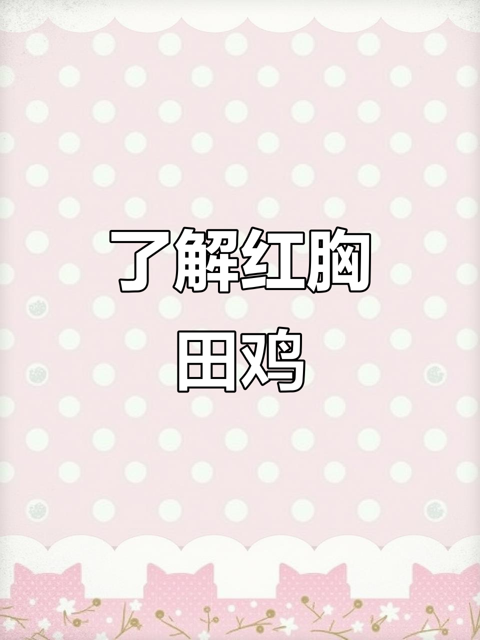 红胸田鸡,秧鸡科鸟类大揭秘