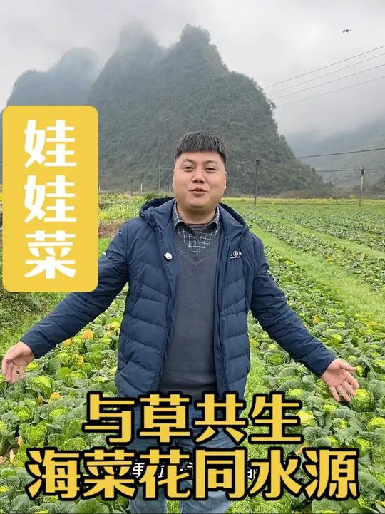 娃娃菜大丰收,一口下去满嘴香甜,1300亩卖又卖不掉,买又买不到!