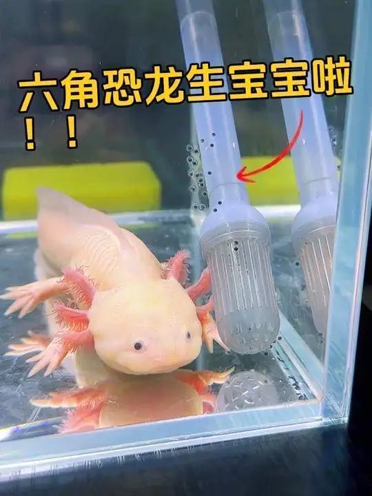 我的六角恐龙生宝宝啦！