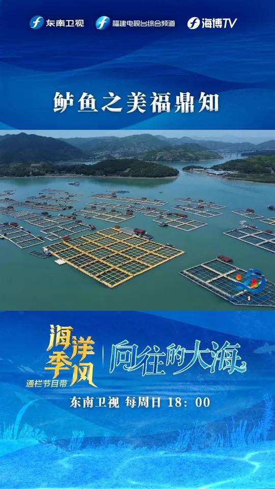 福建福鼎大力发展鲈鱼养殖，形成一条富民产业链，走出一条高值化发展之路。东南卫视黄金十八点海