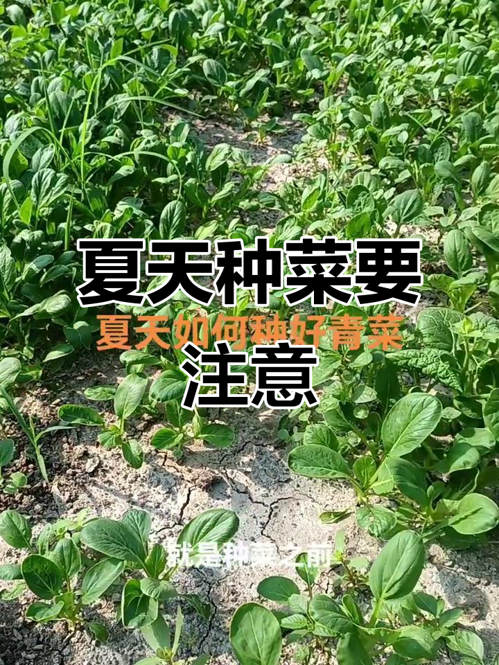 夏季小青菜种植技巧:如何避免高温病害