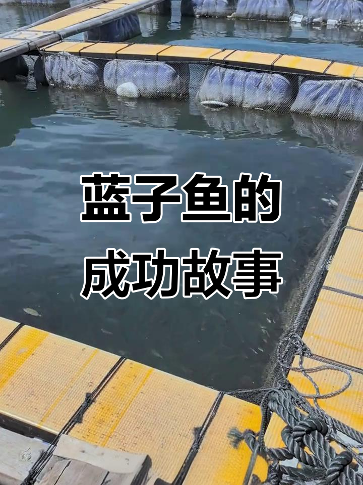 从工厂到流水线,蓝子鱼的逆袭之路:如何从迷茫走向成功