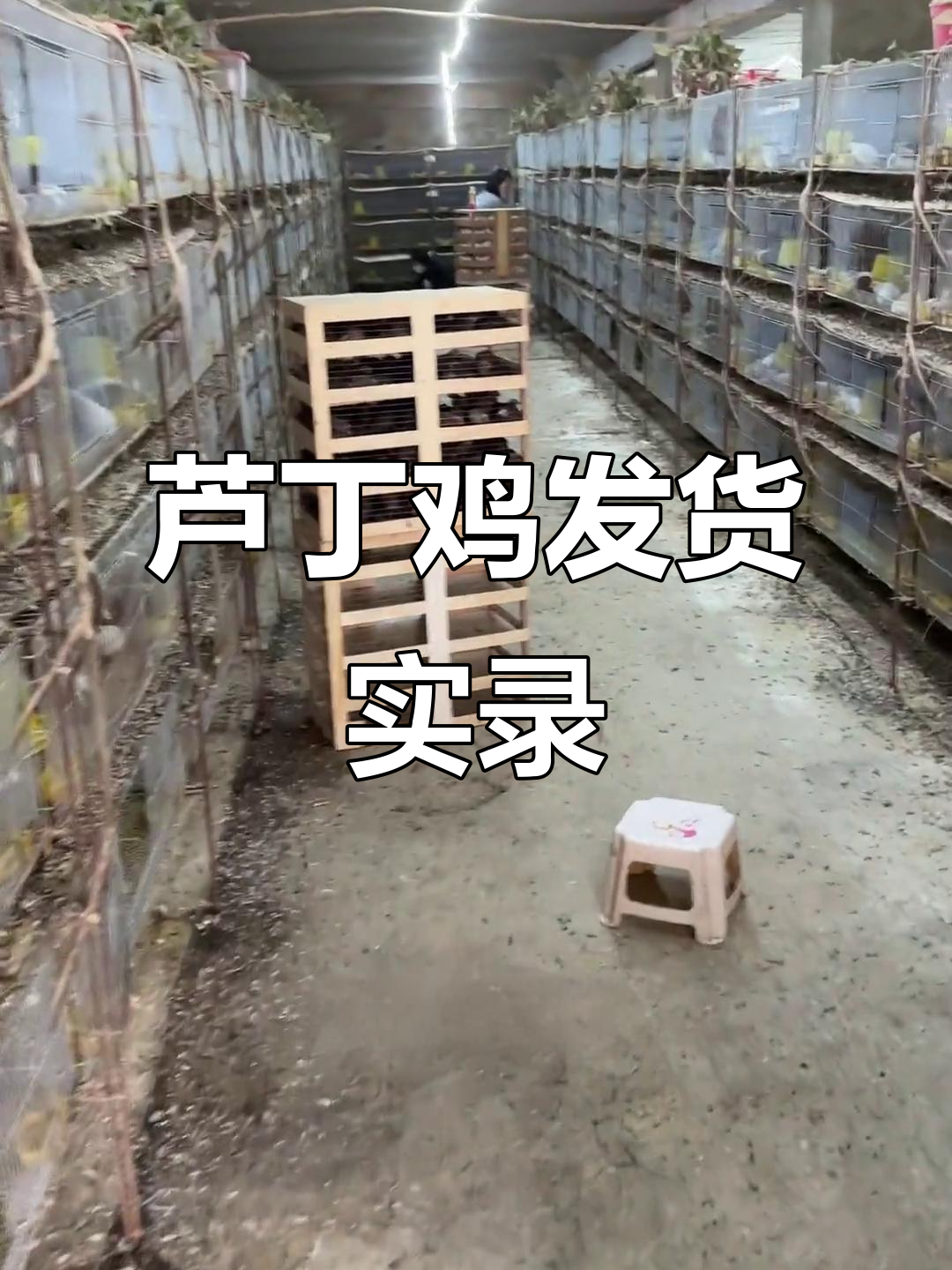 芦丁鸡养殖发货现场,长途运输忙不停
