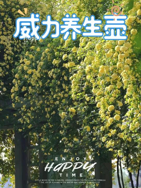 春季养生必备多功能养生壶,煮茶炖银耳、煲汤太方便了、主要功能强大价格还便宜