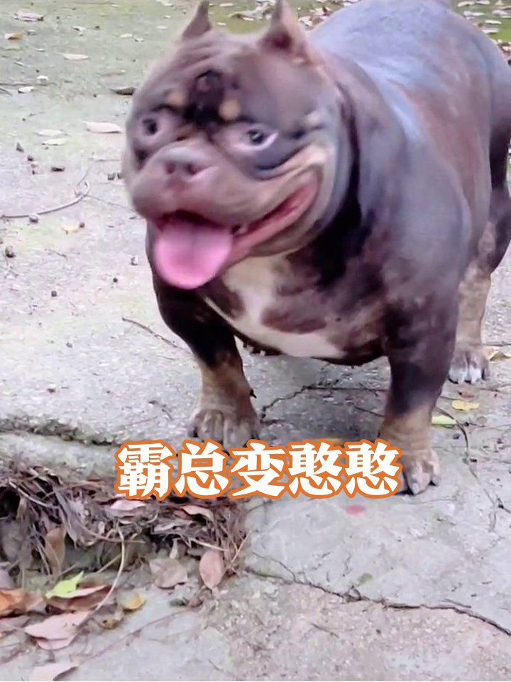 肌肉恶霸犬刨土被小狗监工,转头吐舌秒变憨憨