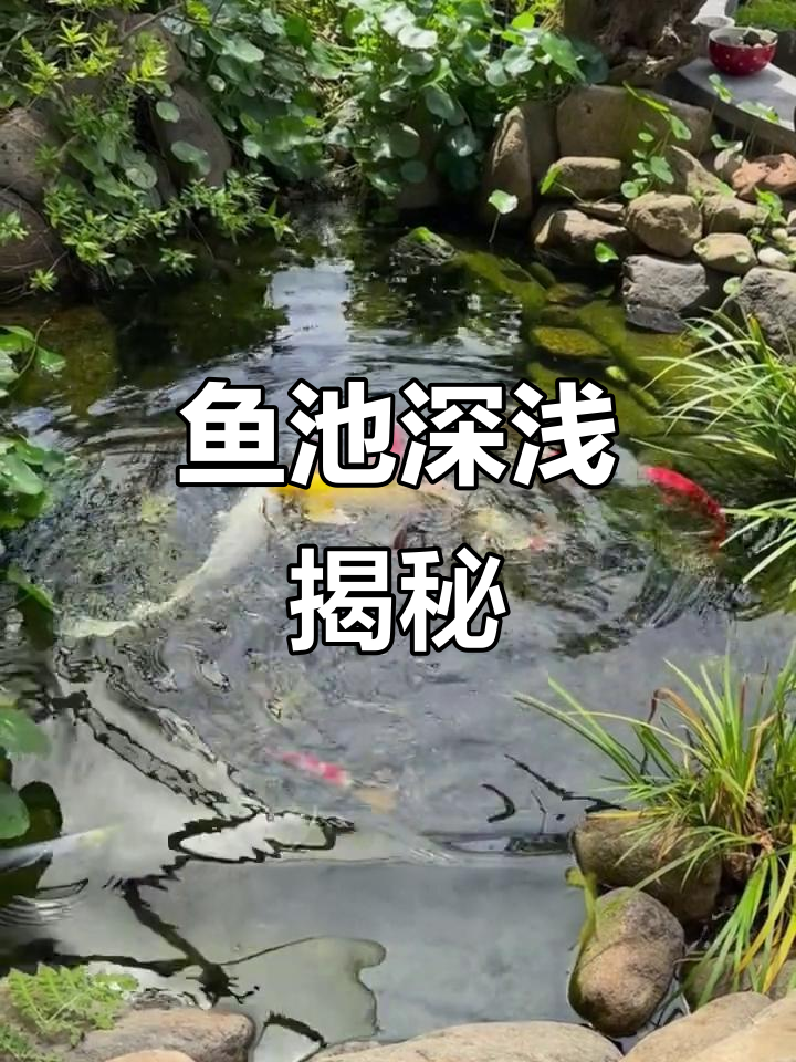 庭院鱼池深度如何选择?