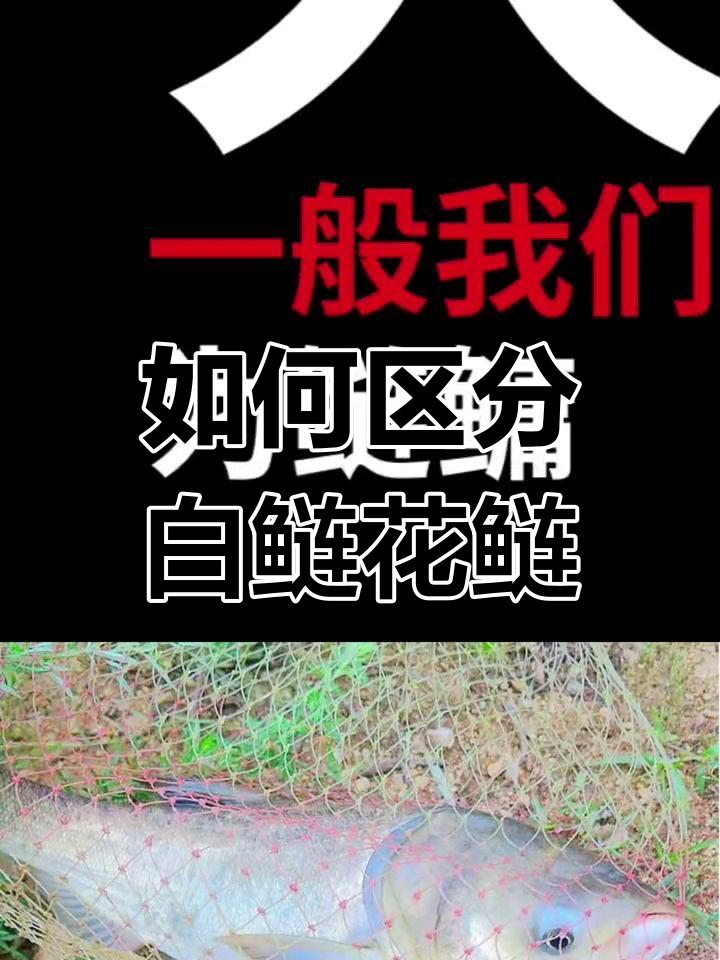 鲢与鳙的区别解析