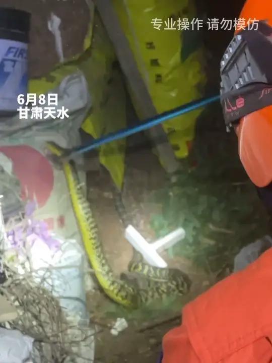 天水市麦积区一村民家中 惊现两条两米左右王锦蛇 消防员紧急处置