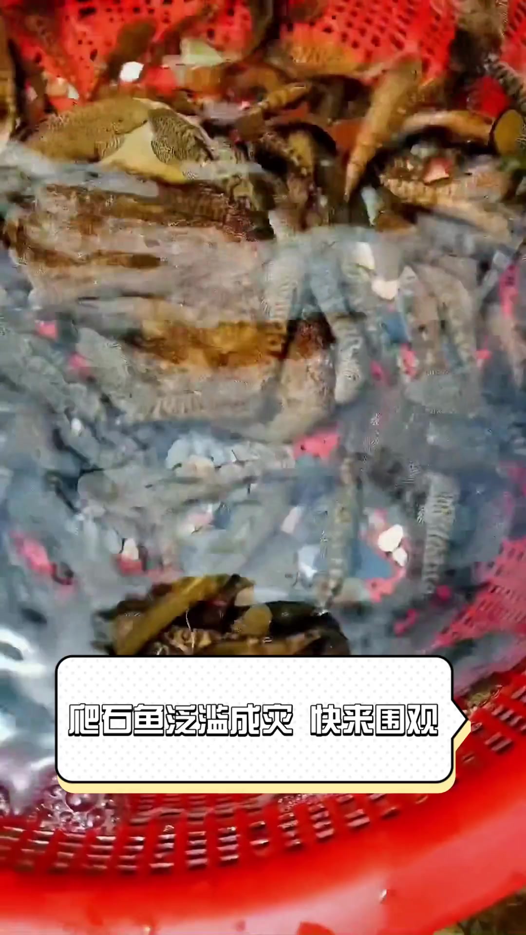 爬石鱼泛滥成灾,快来围观