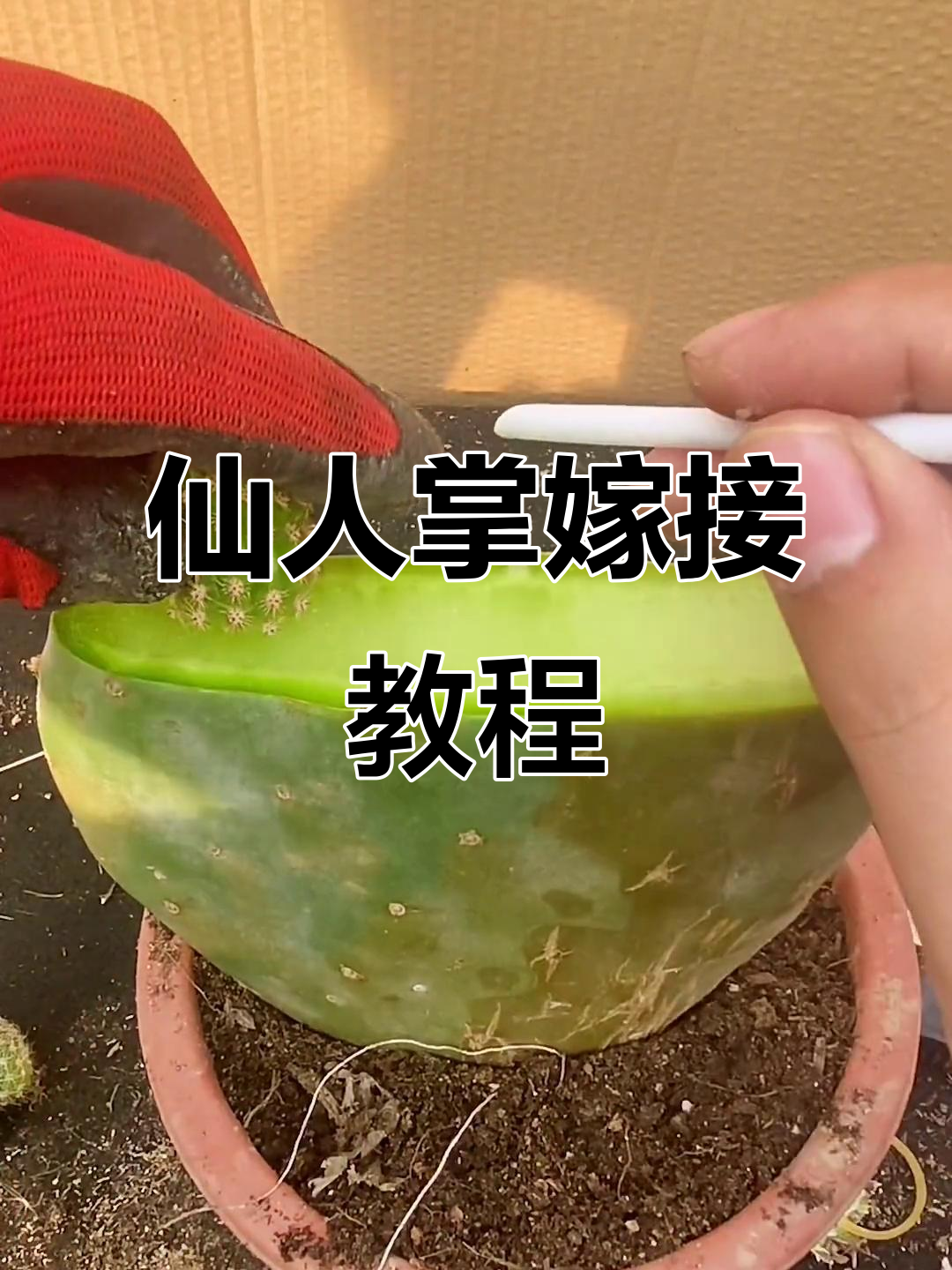 仙人掌嫁接技巧大揭秘,三种方法教你轻松搞定