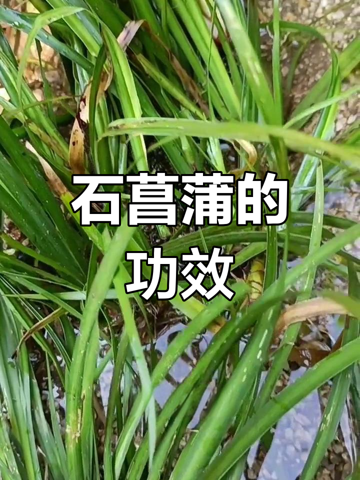 石菖蒲的药用功效与生长环境