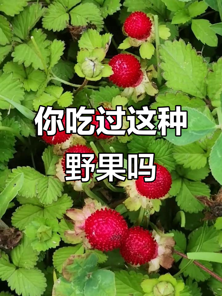 夏季野果大揭秘!草丛中的米汤果,红艳诱人你尝过吗?