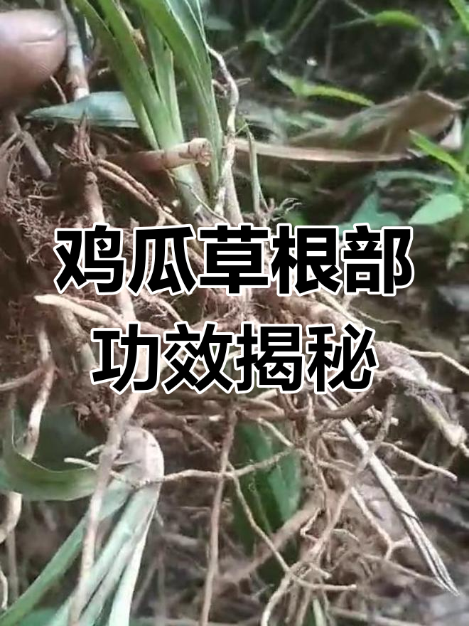 鸡瓜草根部的神奇作用,了解它如何缓解手杆痛和风湿问题