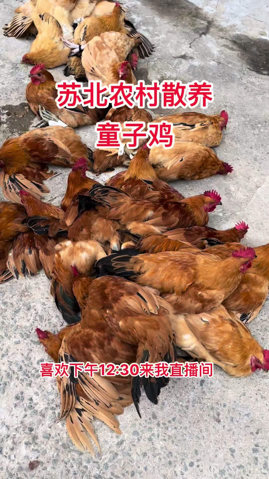 农村散养童子鸡老鸭老鹅番鸭麻鸭下午开播 农村散养土鸡 土鸡土鸭 散养 农产品 大红公鸡
