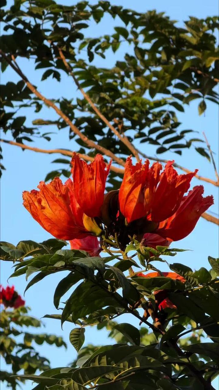 海南的火焰树、木棉树都开花，南方景致北京没有！