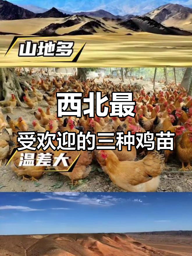 西北土鸡三大扛把子,抗寒耐病又高产