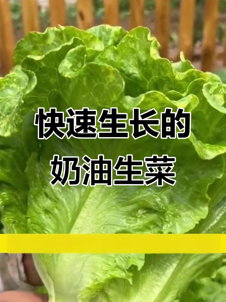奶油生菜,阳台种植轻松收获脆嫩美味