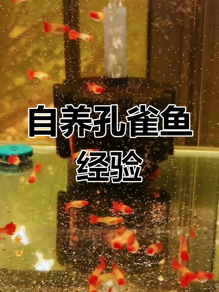 自家繁殖鸿运当头孔雀鱼,轻松饲养