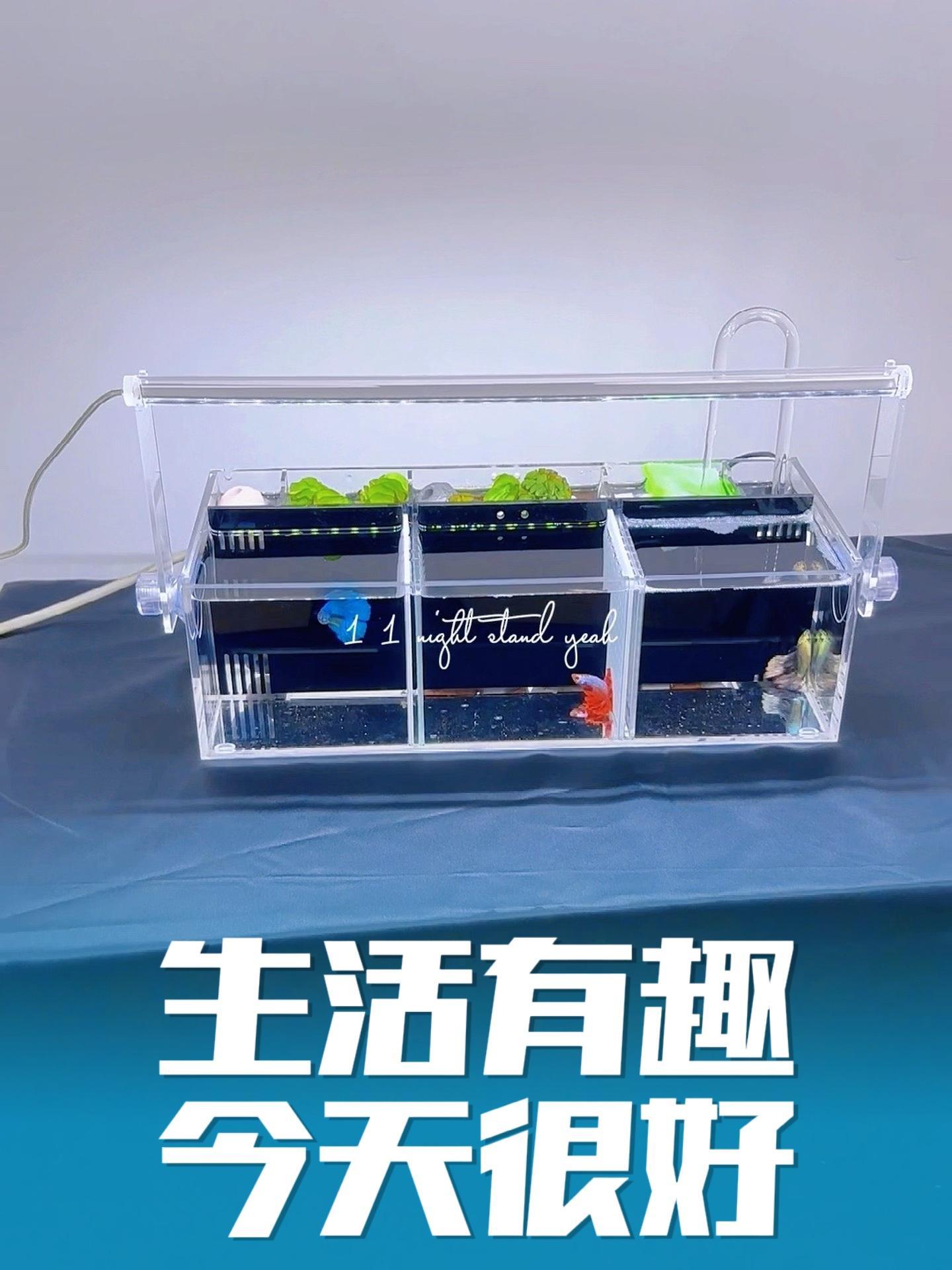 泰国斗鱼缸来了!养鱼人 斗鱼 泰国斗鱼