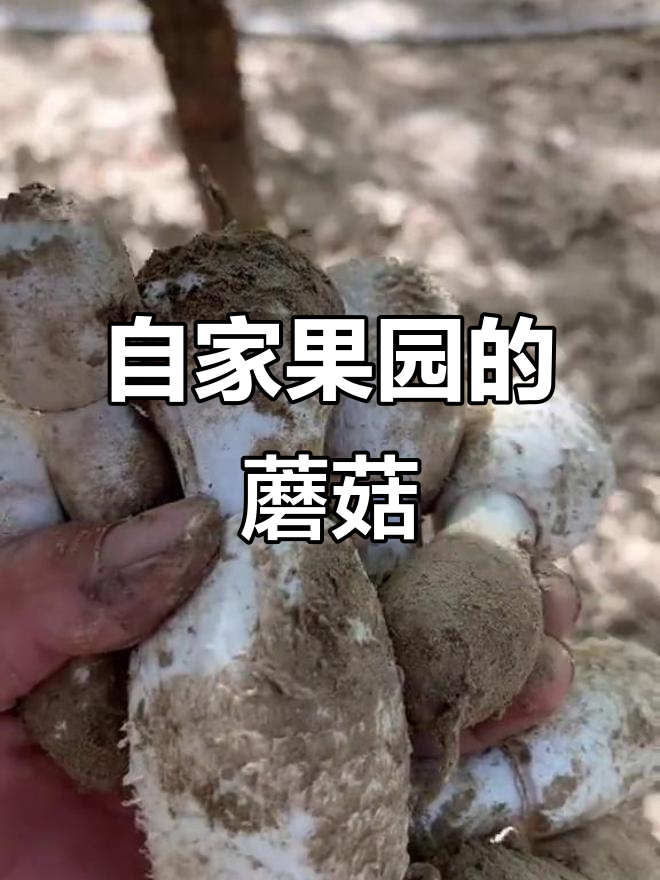 自家枣园野生蘑菇大丰收,鸡腿菇特别多