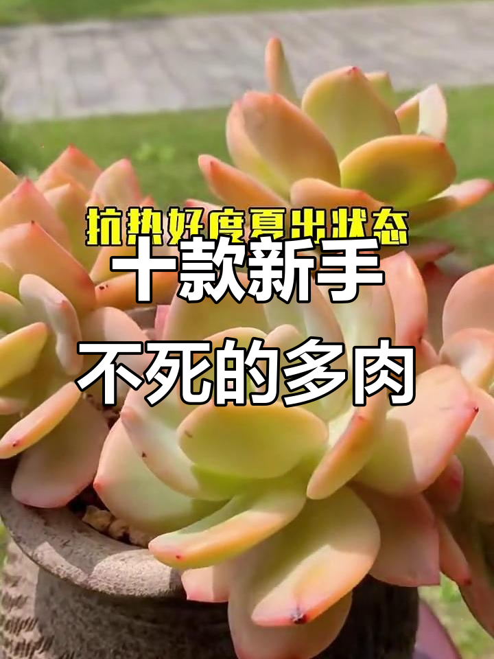 新手必养不死多肉,十大超耐养的品种推荐