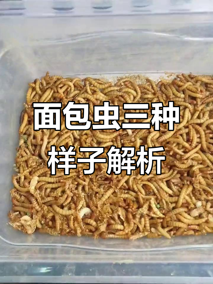 面包虫三种形态揭秘,哪种能吃?