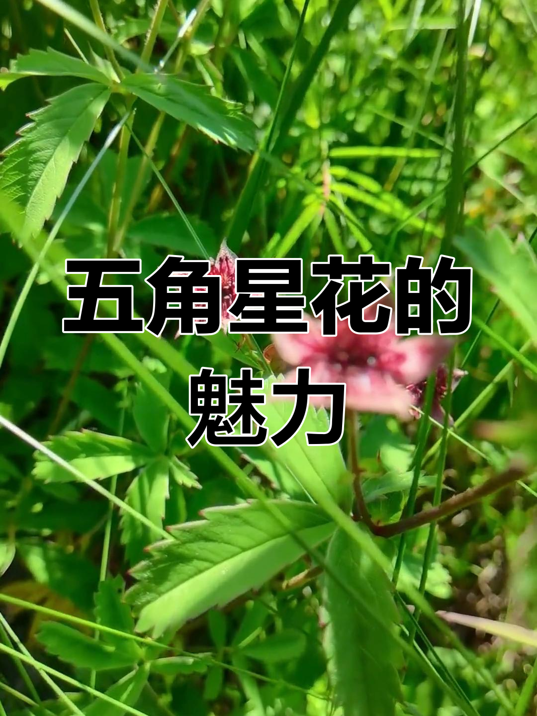 这种奇特植物,五角星花型令人一见倾心