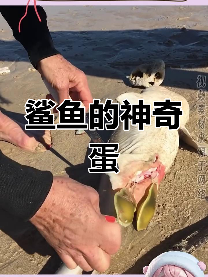鲨鱼卵竟然是这样,剪开肚子发现小生命