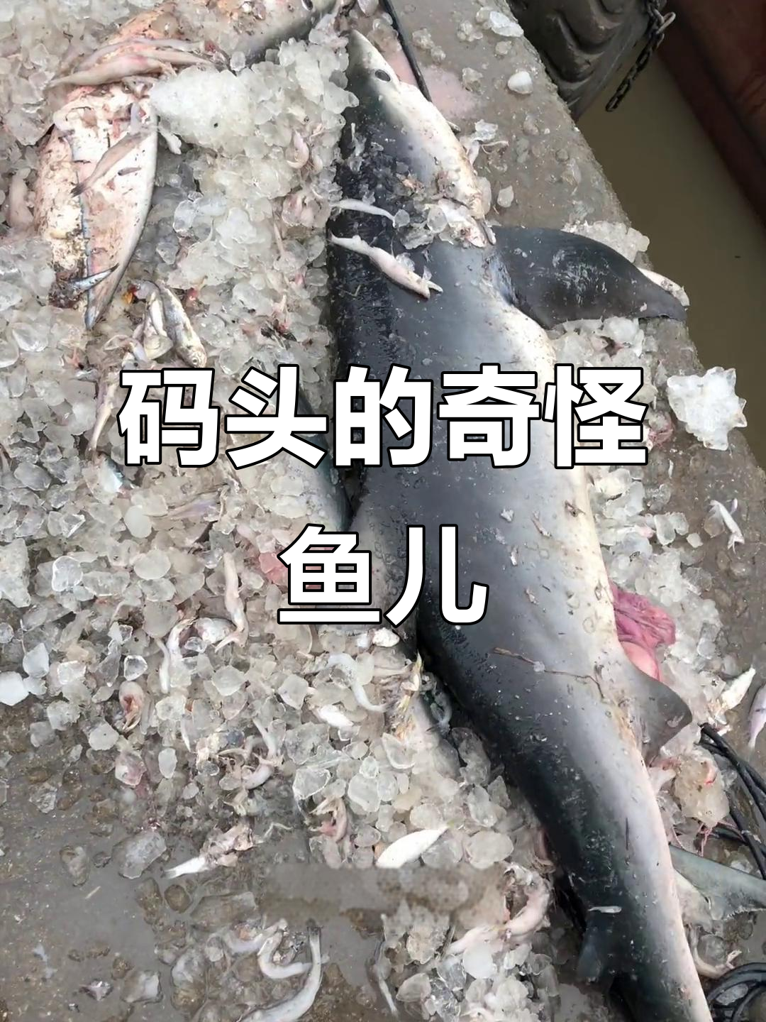 码头不常见鱼类大揭秘:从凶猛鲨鱼到美丽乌贼