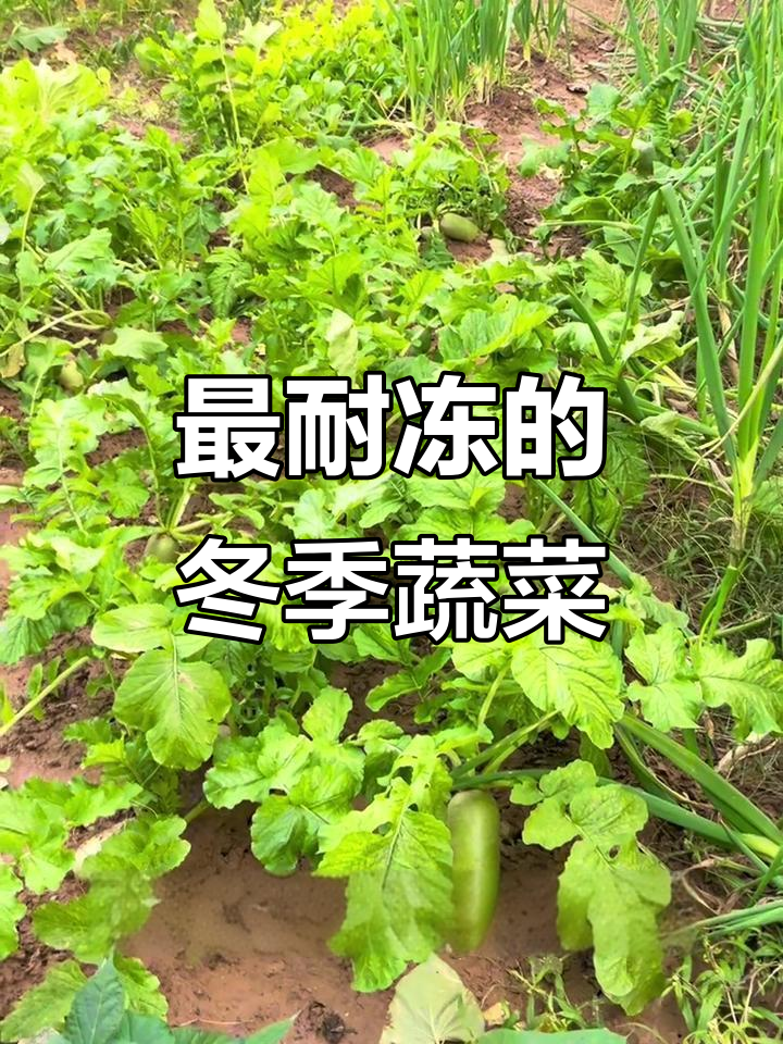 耐寒蔬菜大揭秘:六种越冬必备,开春就能吃