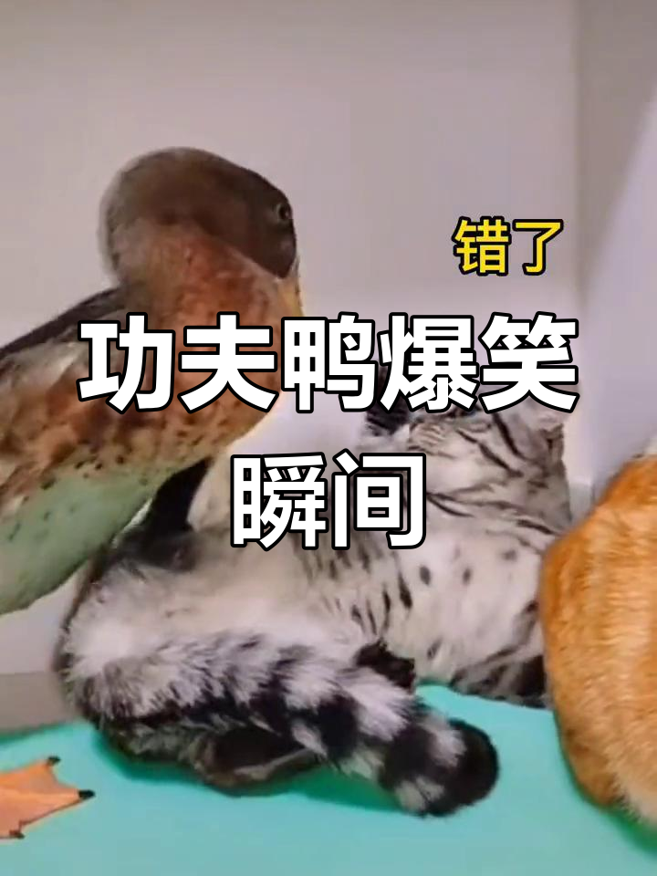 功夫鸭搞笑日常,笑到不行!