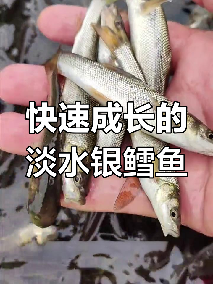 淡水银鳕鱼:草食性鱼类,生长迅速,抗逆性强