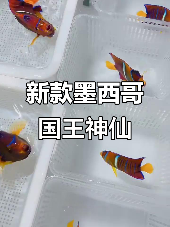 墨西哥国王神仙鱼大揭秘,尺寸从7到23.5公分全都有