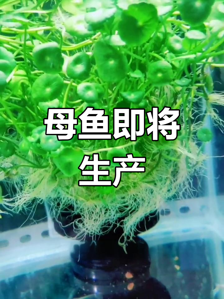 孔雀鱼快生仔的信号