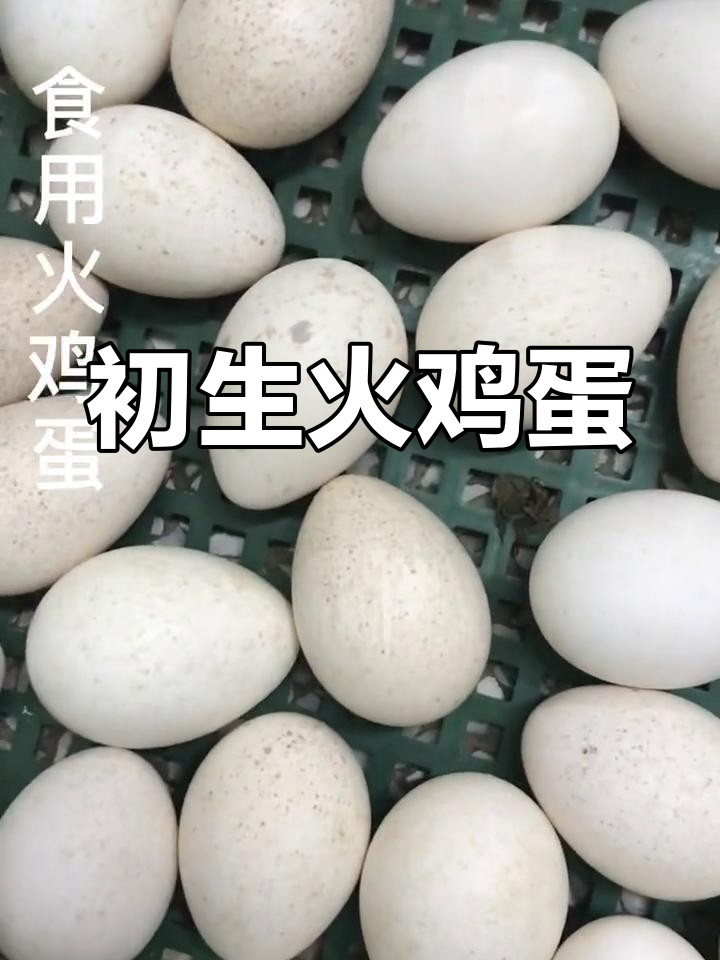 火鸡蛋与普通蛋的区别