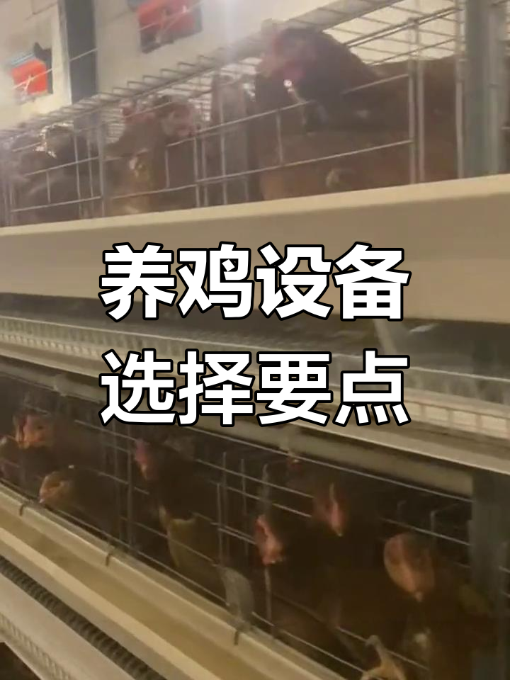 自动化养鸡设备选购指南:如何挑选高质量的蛋鸡与肉鸡养殖系统