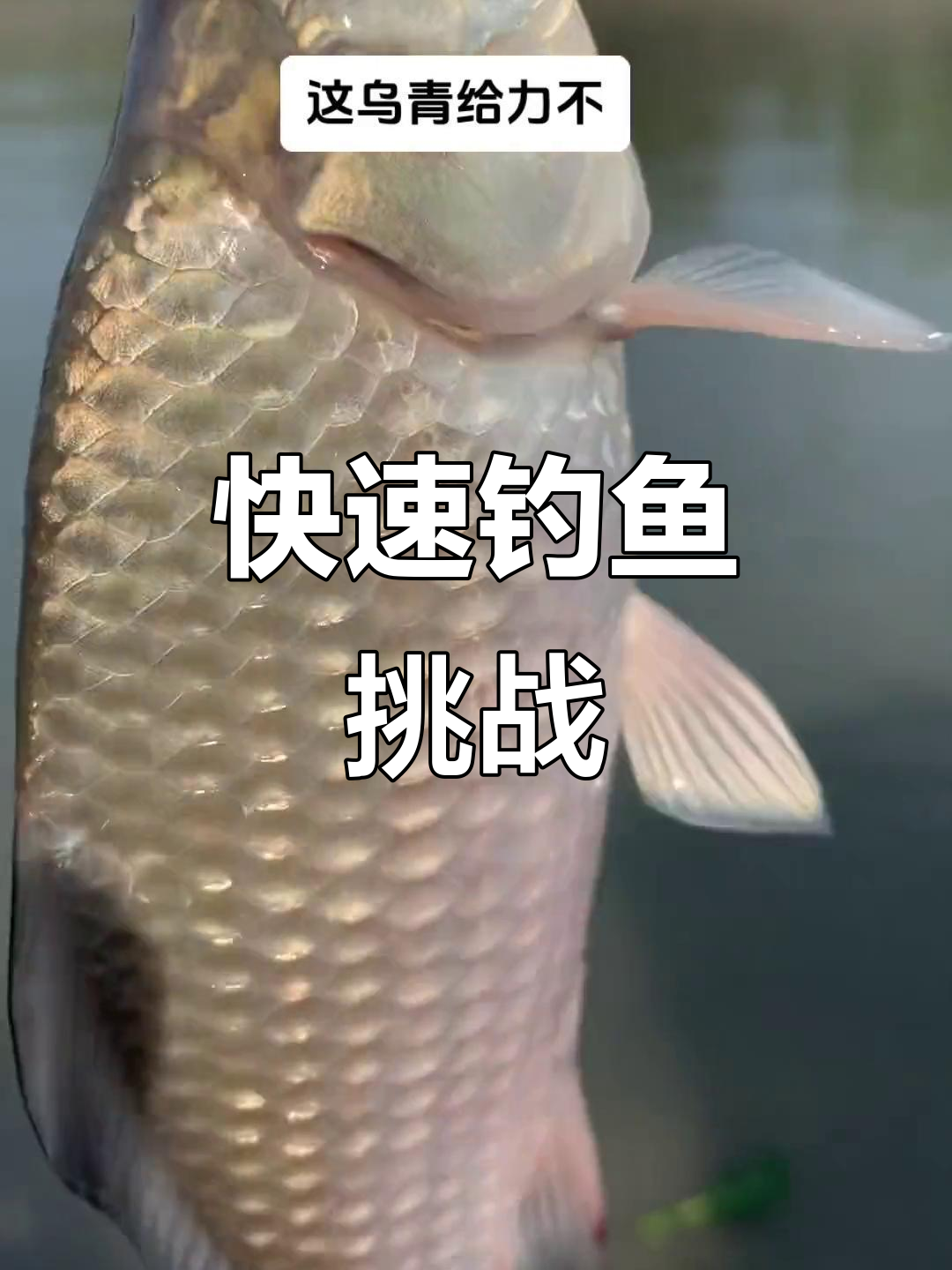 乌青鱼大丰收,17分钟钓获14斤!