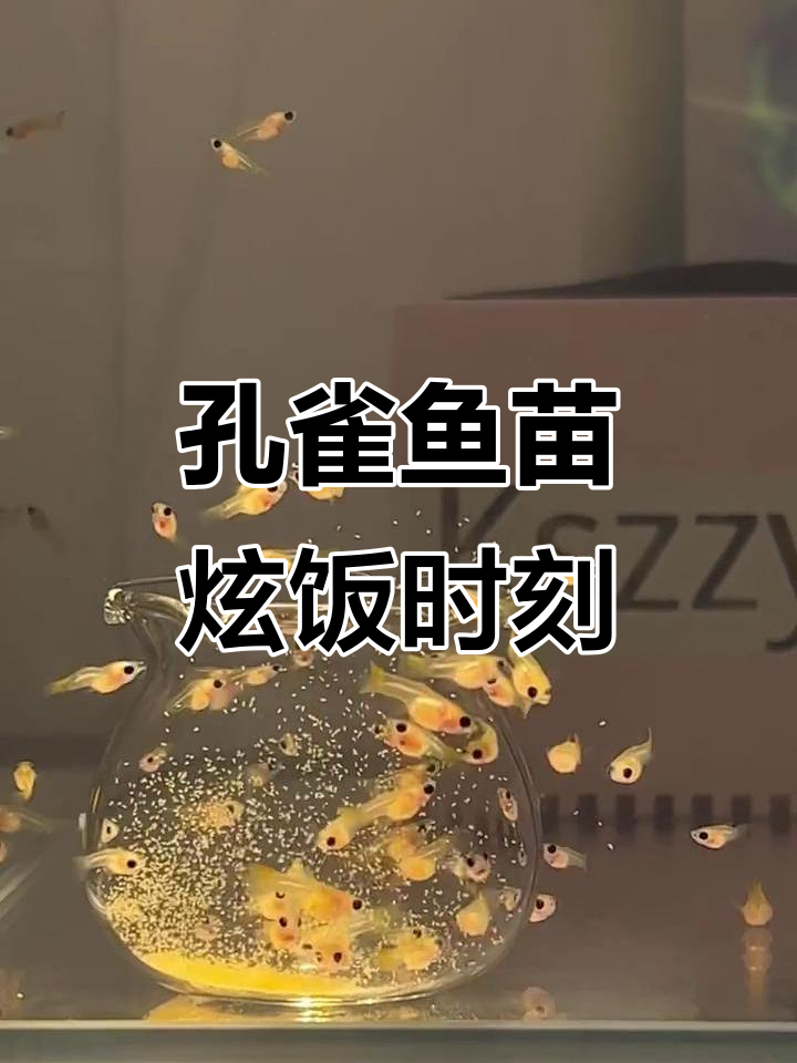 银河玻璃猫孔雀鱼苗吃饭大作战，萌态十足