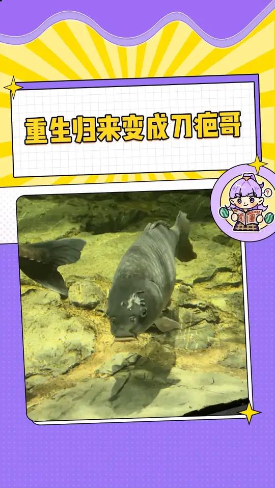 凶猛鱼缸里的最大boss居然是刀疤鲤