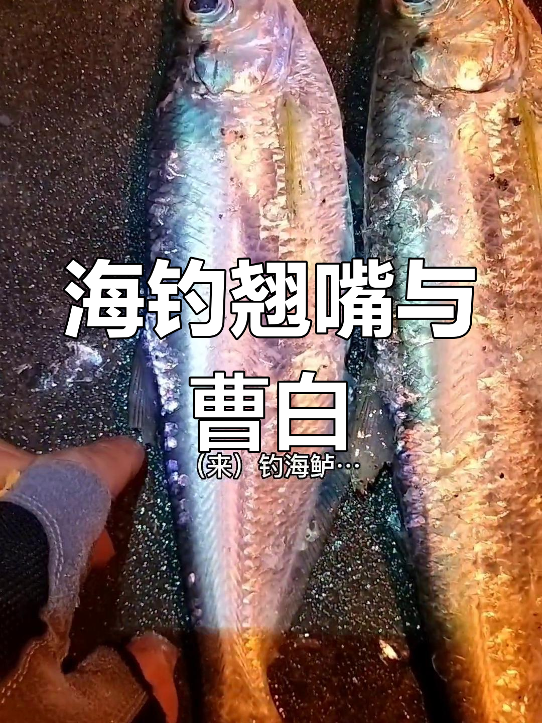 深圳海钓翘嘴大丰收,草白鱼也来凑热闹