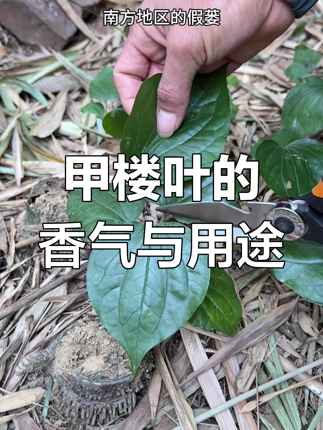 甲楼叶:竹林里的神秘香料,炒田螺必备