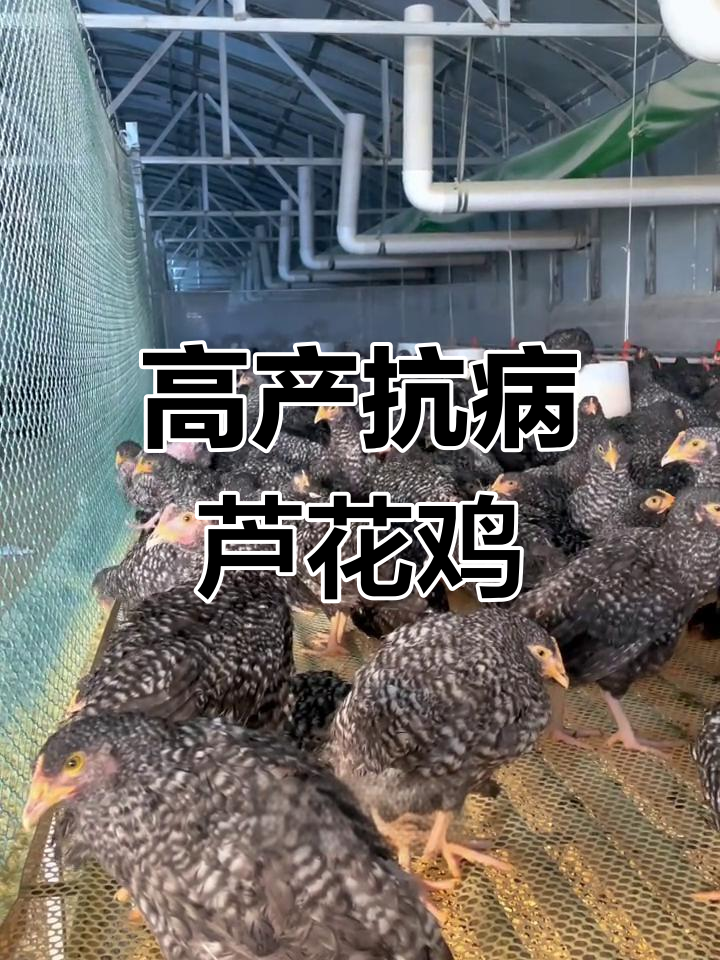 纯种芦花鸡,果园散养无负担