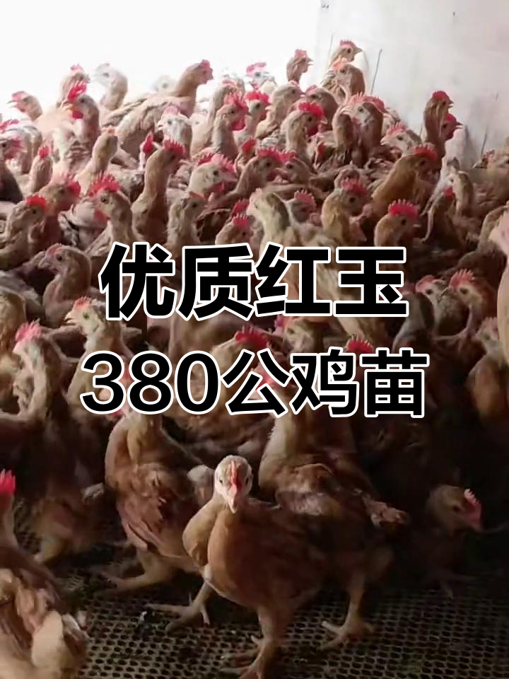 红玉380大红公鸡苗,圈养放养皆宜,后期产蛋多