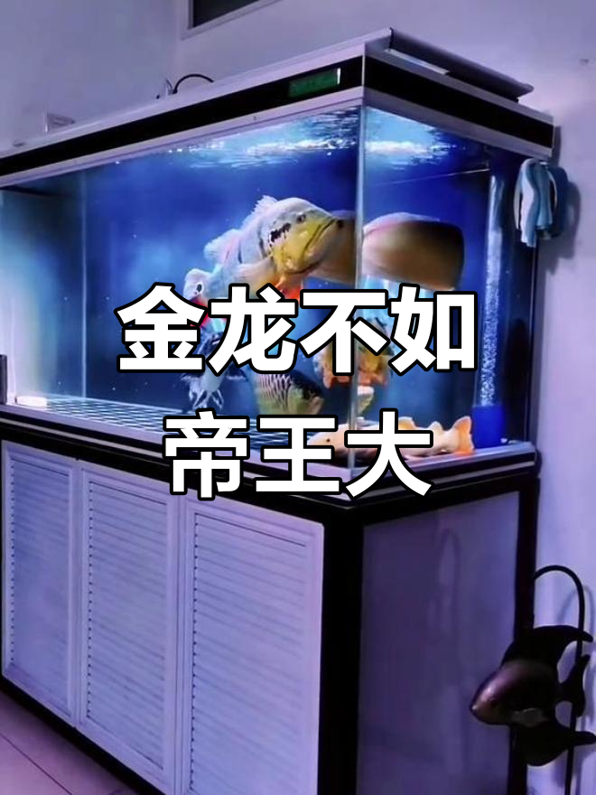 金龙鱼与帝王三间鱼的体型对比,竟然如此悬殊