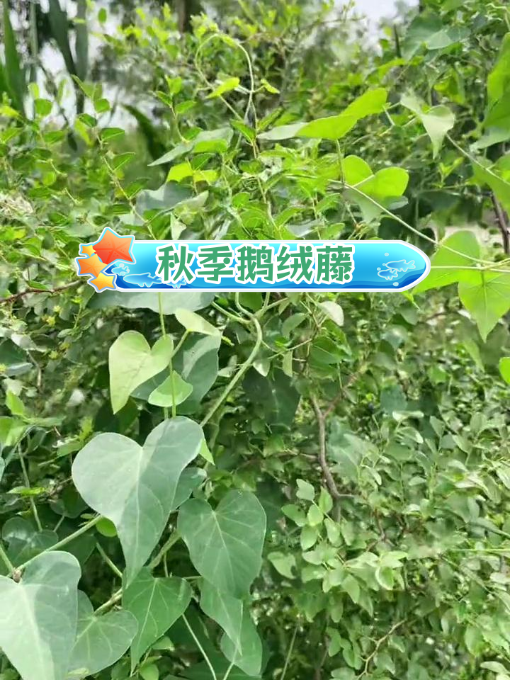 陕西咸阳的秋日藤本植物:鹅绒藤