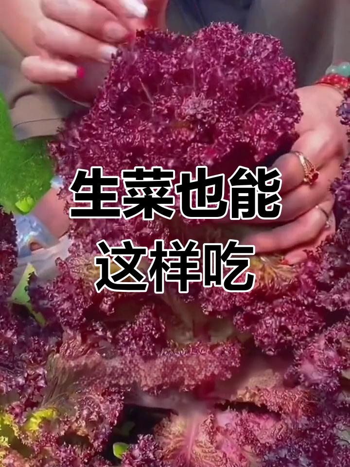 紫叶生菜像棵树,营养丰富又好吃